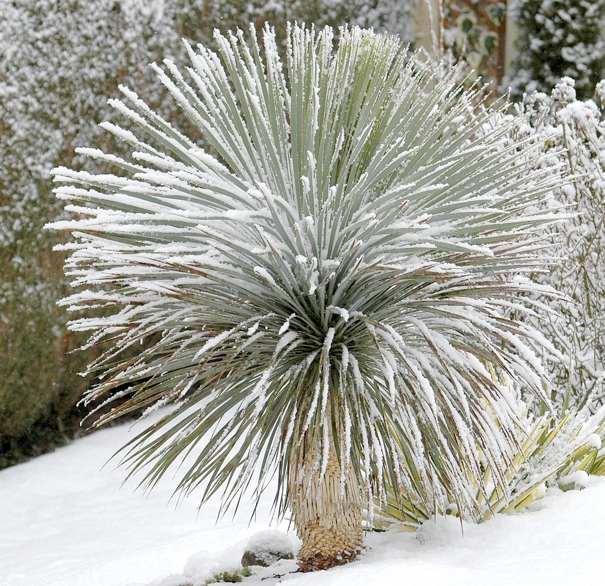 entretien yucca extérieur en pot - easy-coiff.fr.