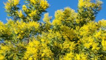 Culture du mimosa, un bel arbre aux fleurs en pompons jaunes