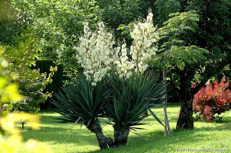 Yucca gloriosa floraison