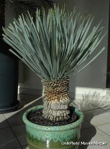 Yucca rostrata en pot