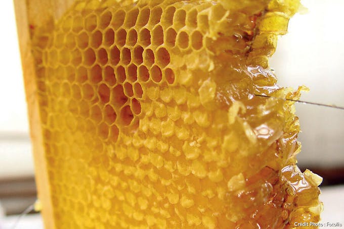 mastic à cicatriser à la cire d'abeille