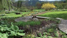 Un jardin de narcisses dans les Vosges