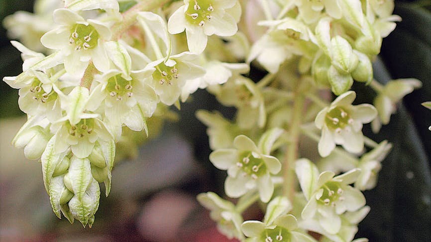 Groseillier à fleurs (Ribes laurifolium)