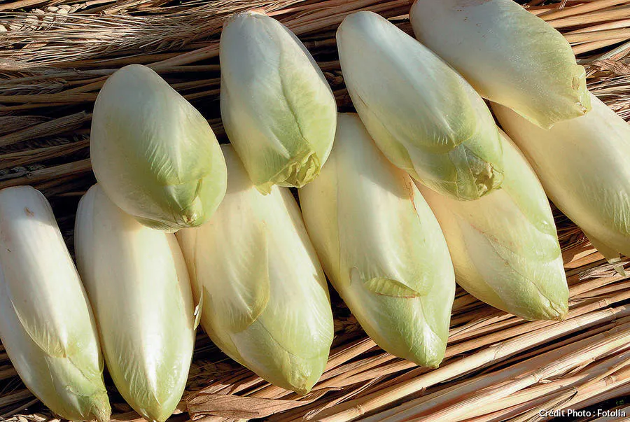Endive : récolte, forçage et conservation | Détente jardin