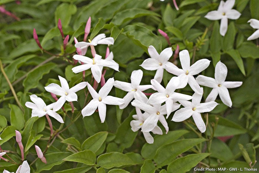 jasmin à fleurs blanches