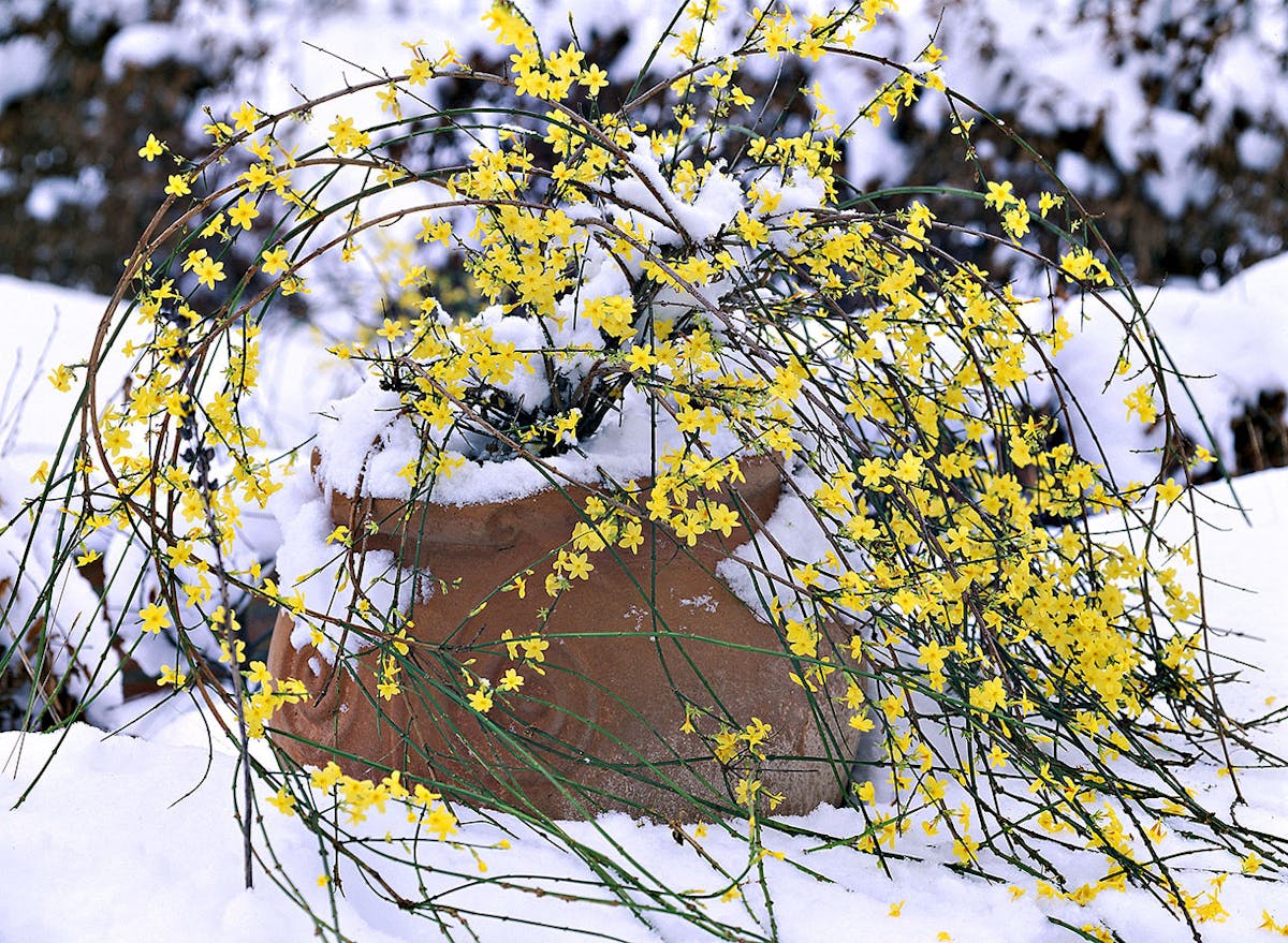 Romarin d'hiver à planter au nord de la Loire 