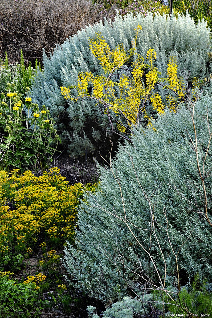 Artemisia canariensis