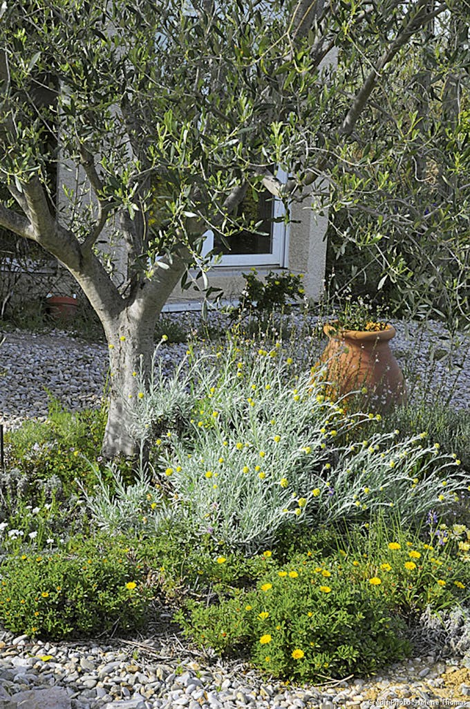 Helichrysum et Astericus maritimus sur gravier au pied de l’olivier.