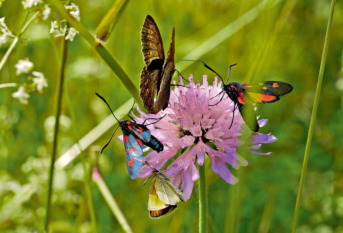 Comment aménager son jardin pour attirer les papillons