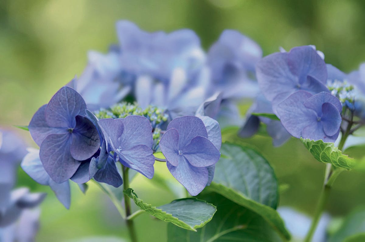 Bouture Dhortensia Les Multiplier En 4 étapes Simples Détente Jardin