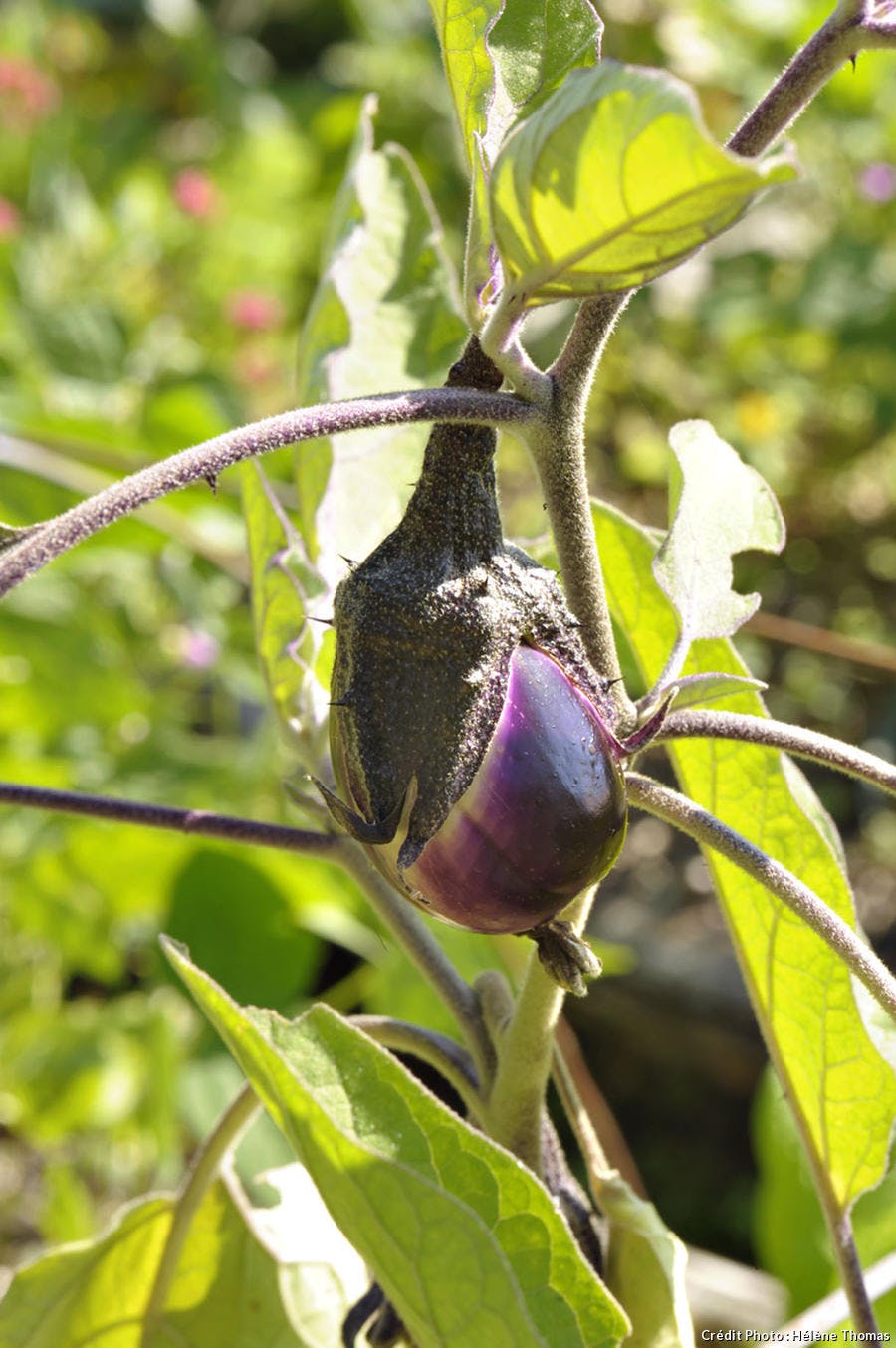 Potager Bordeaux aubergine