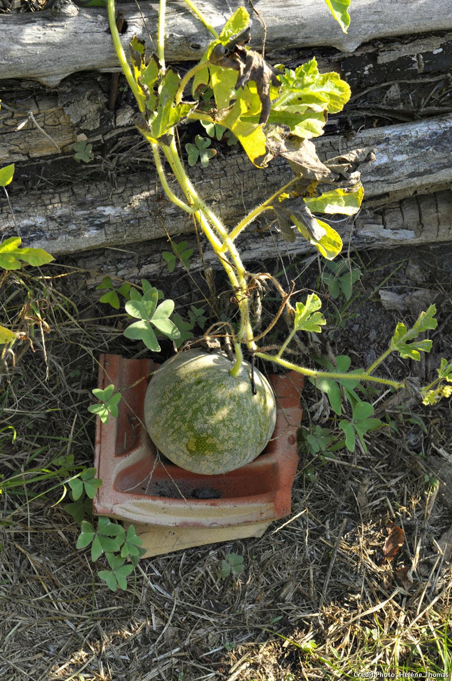 Potager melon Bordeaux