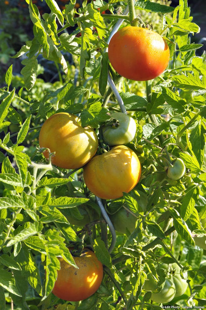 Potager Bordeaux tomates