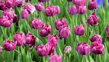 Planter des tulipes pour avoir des fleurs de mars à juin