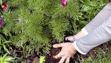 10 solutions pour améliorer le sol de votre jardin