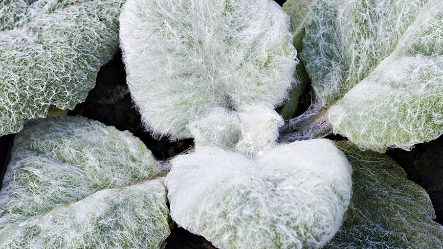 Les 10 plus belles plantes à feuillage argenté