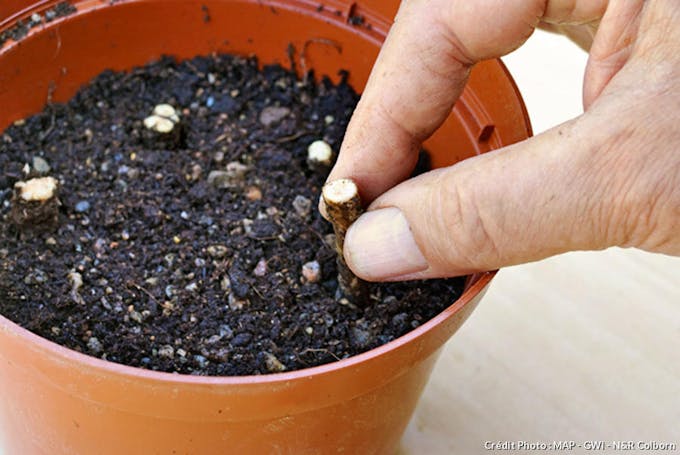 Planter les boutures de pavot