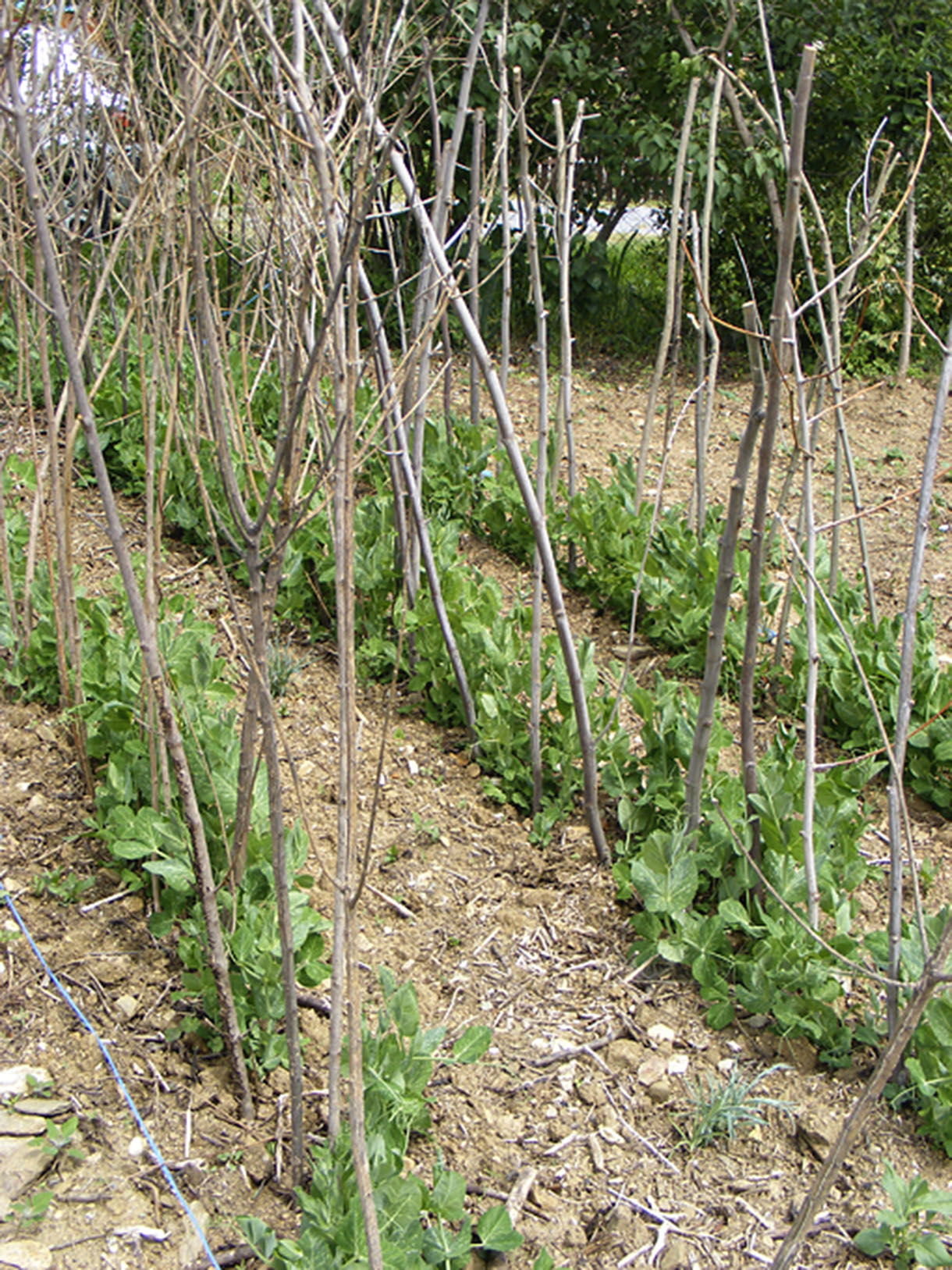 Tuteurer les pois mangetout tuteur, hauteur, semis Détente jardin — free download