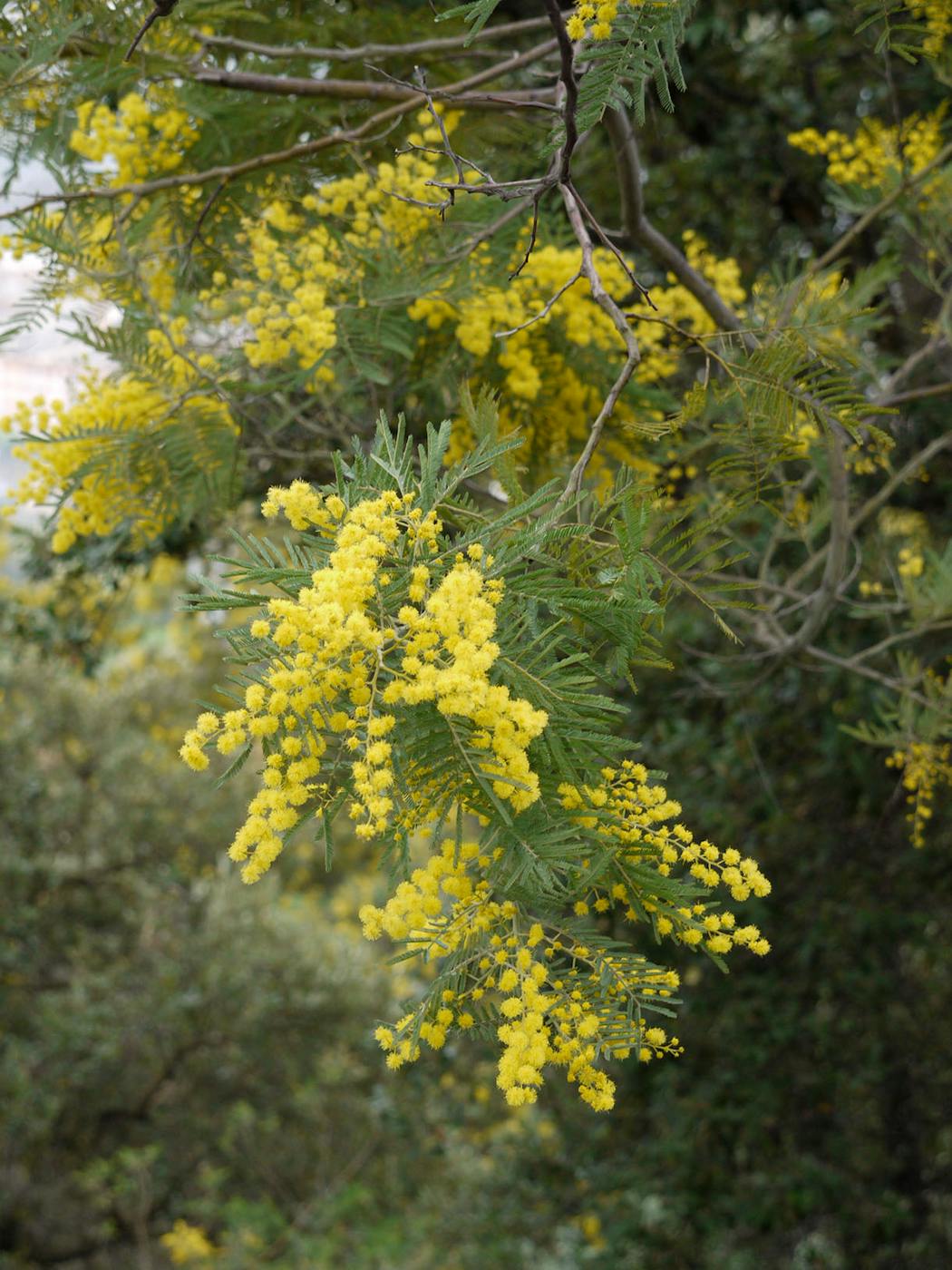 Acacia dealbata en fleurs