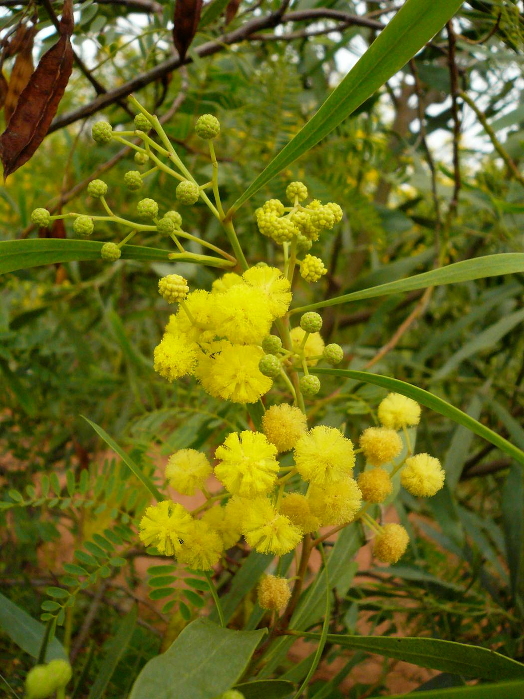 Acacia retinoides à fleurs jaunes