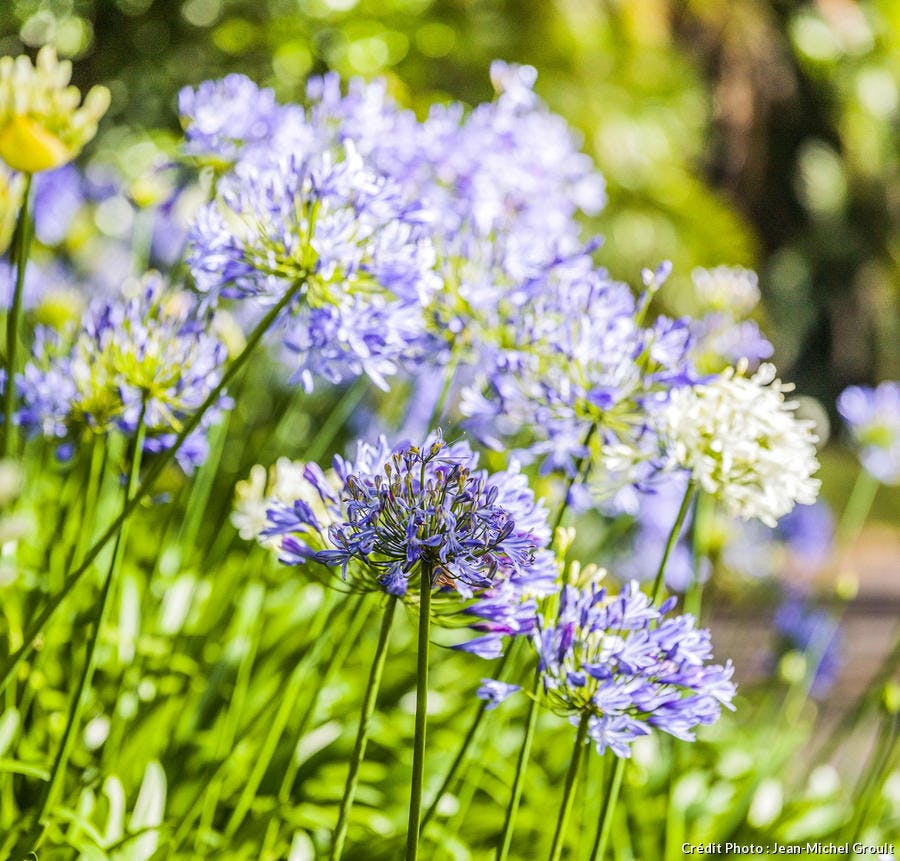 Agapanthes bleues en fleur