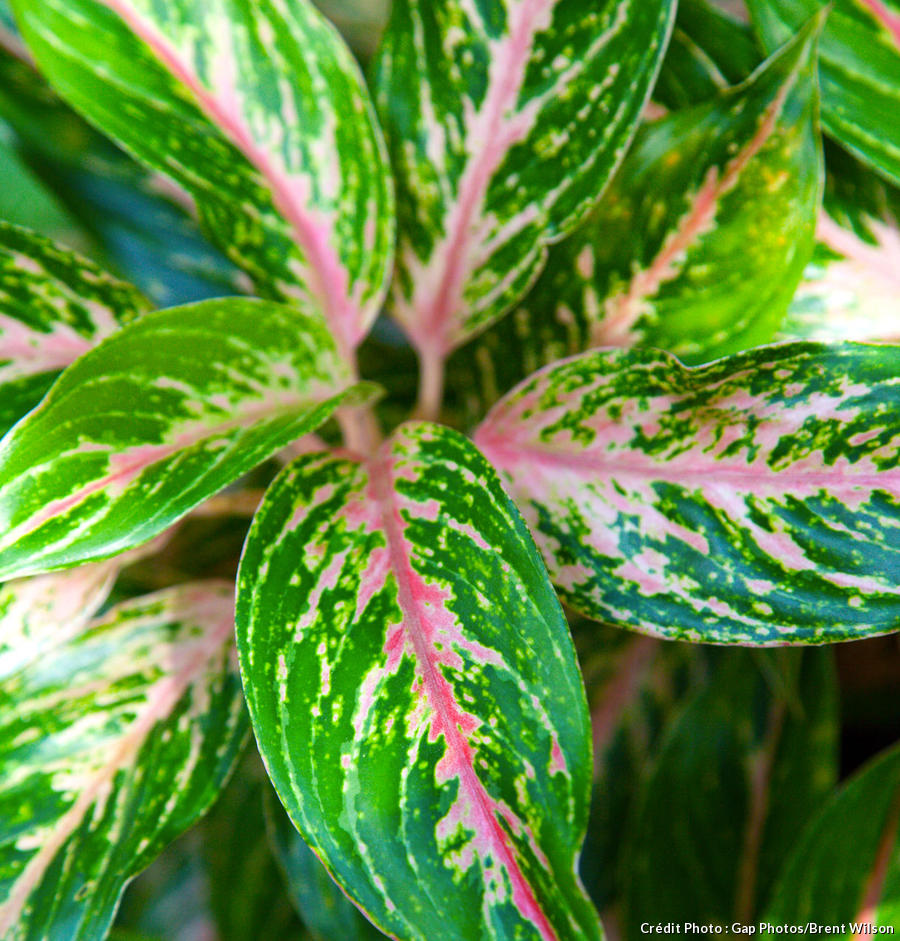 Les 12 plantes vertes d’intérieur les plus faciles Détente jardin — free download