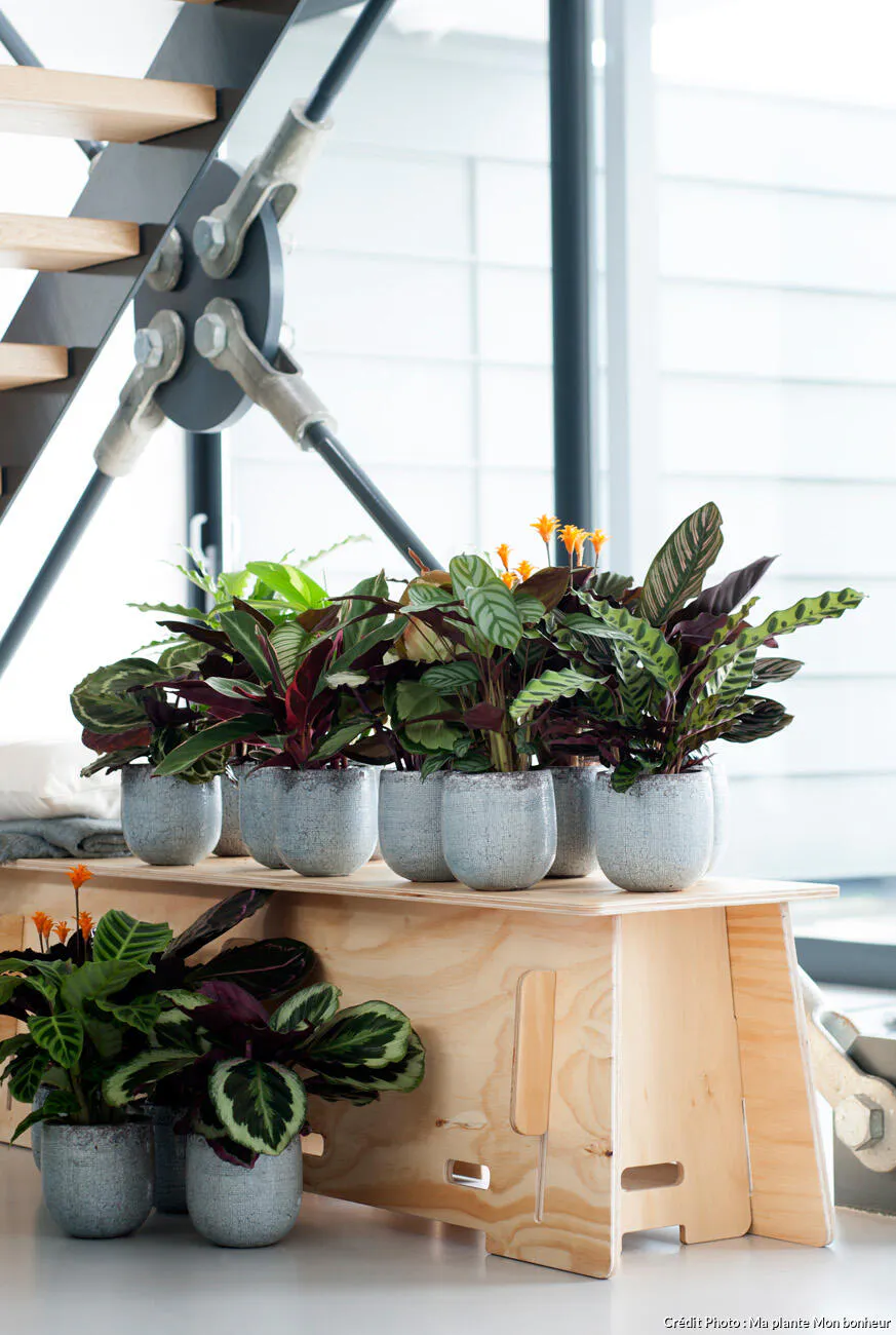 Calathea : tout savoir en 3 minutes (entretien, rempotage, soin ...