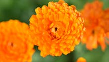 10 fleurs orange à très longue floraison