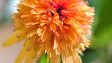 10 plantes à fleurs orange pour un jardin aux couleurs chaudes