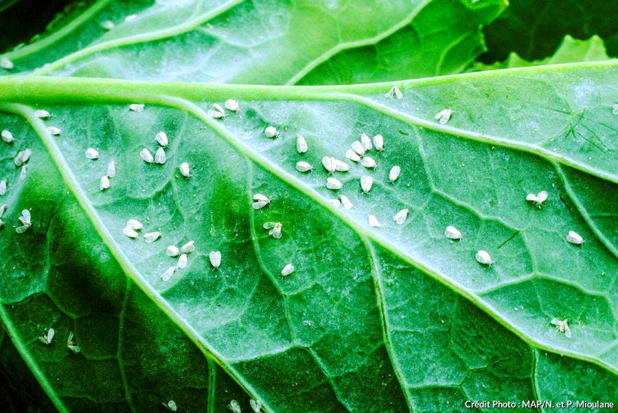 Les mouches blanches sur une feuille de chou