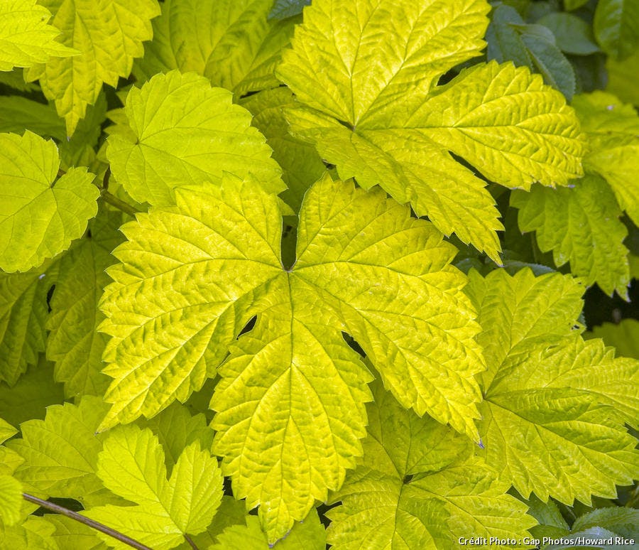 Comment transformer un container en abri de jardin ? Dja-houblon-dore-humulus-lupulus-aureus-650020263a3d8