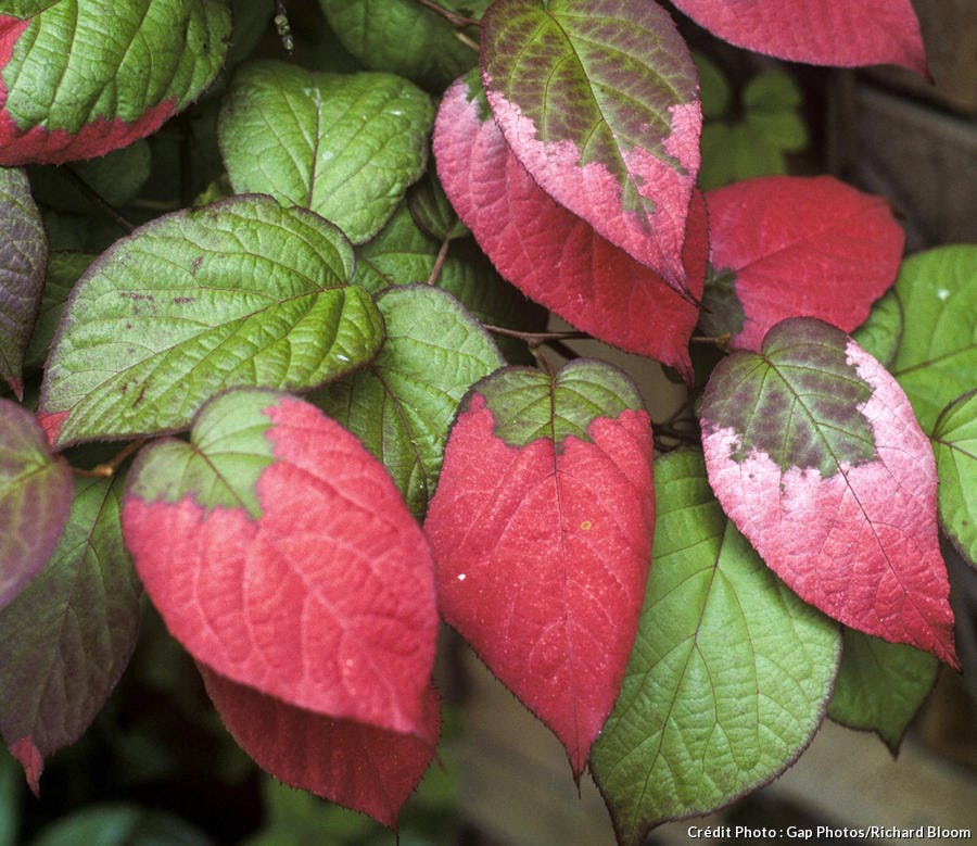 Comment transformer un container en abri de jardin ? Dja-kiwi-d-ornement-actinidia-kolomikta-65002026043b3