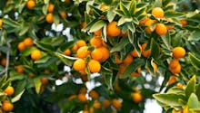 Le kumquat : fiche de culture