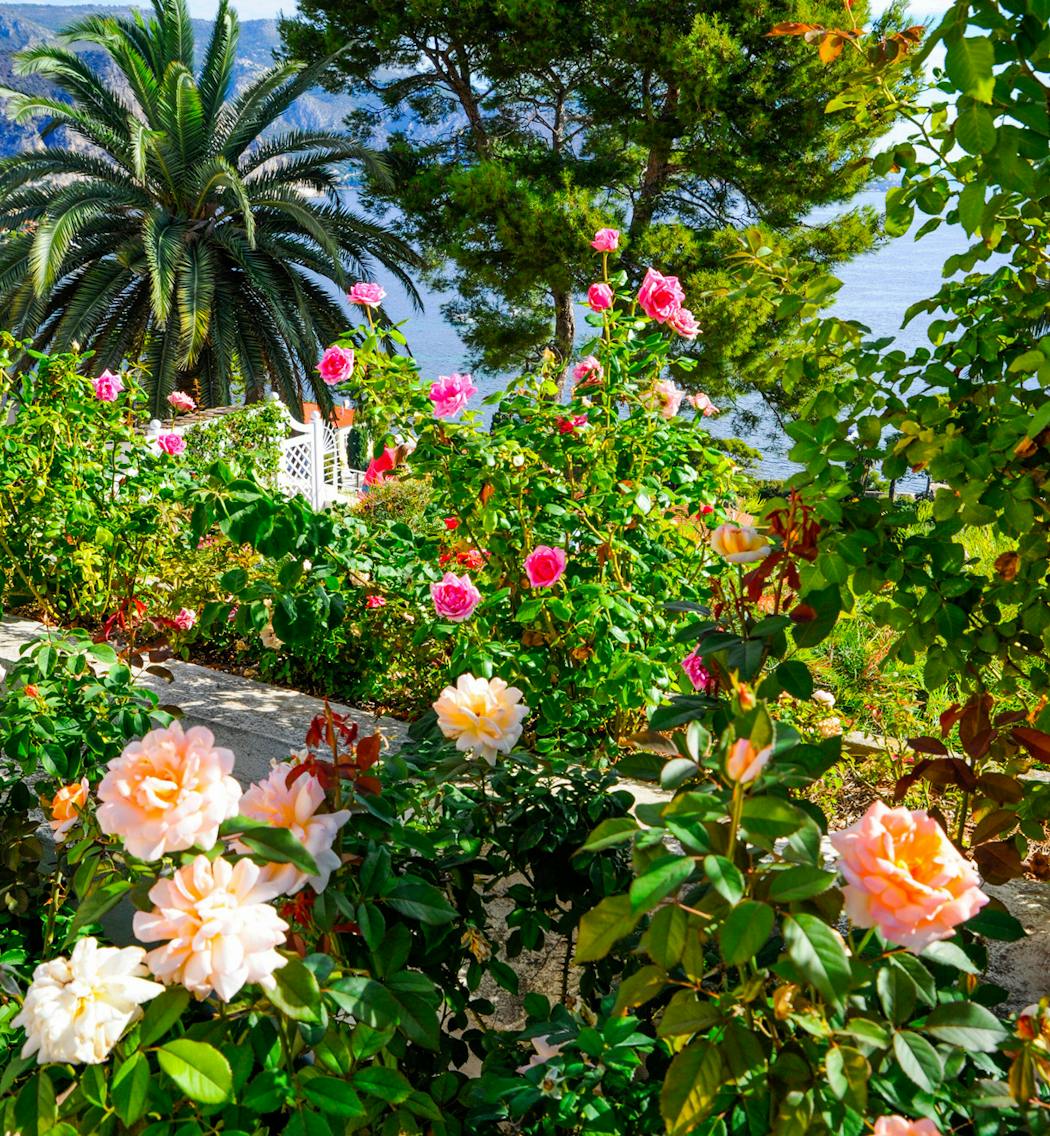 roses villa Ephrussi