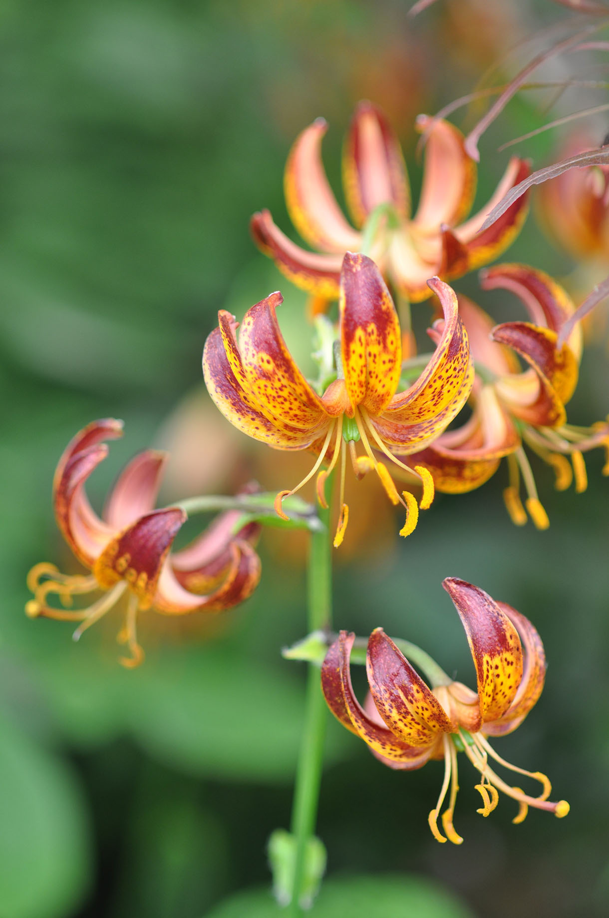Fleurs orange, couleurs chaudes au jardin toute l'année | Détente jardin