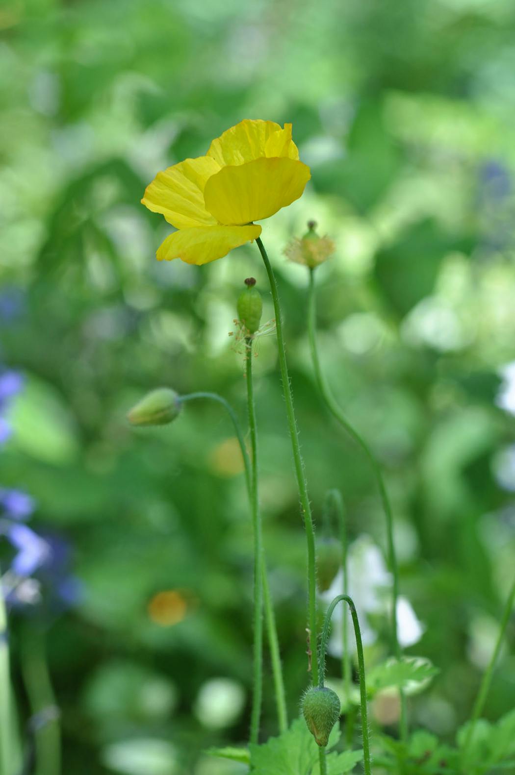 Fleur jaune de meconopsis