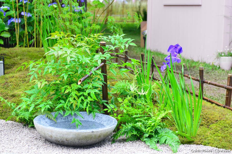 Mousse décorative dans un jardin zen japonais