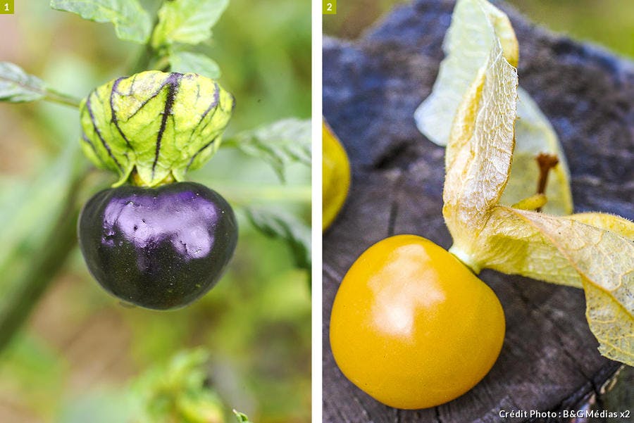 Physalis ixocarpa et Pruinosa