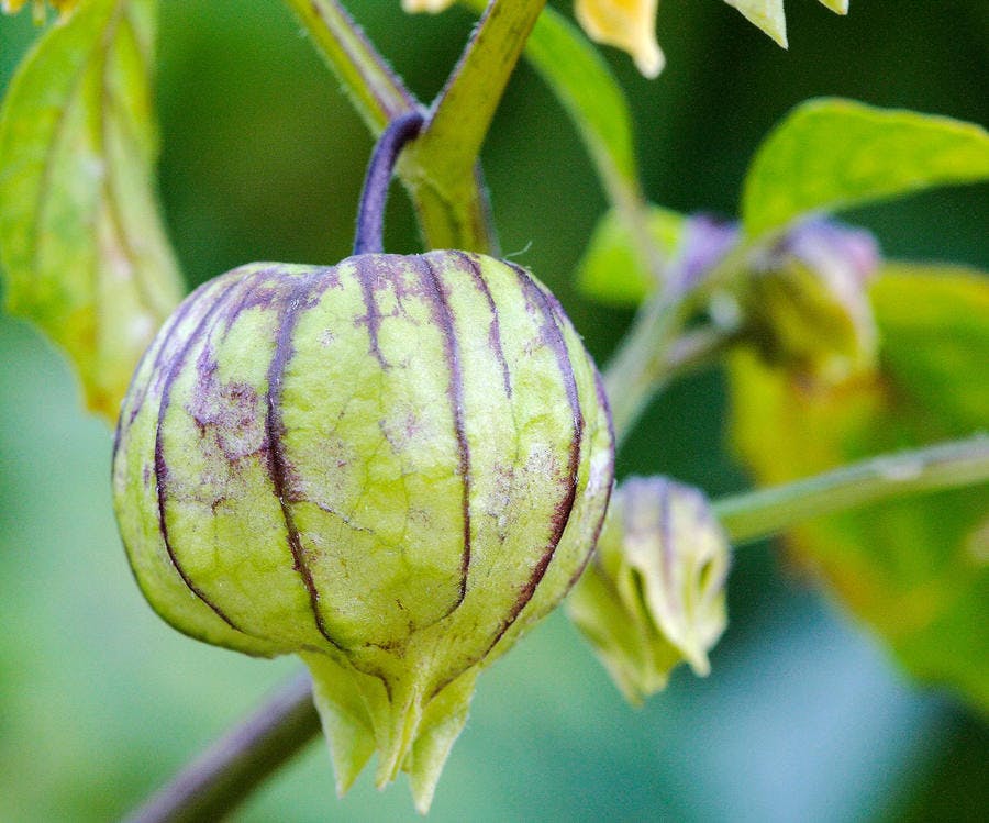 Récolte du physalis