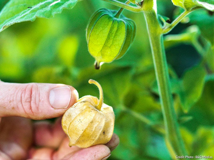 Récolter les physalis