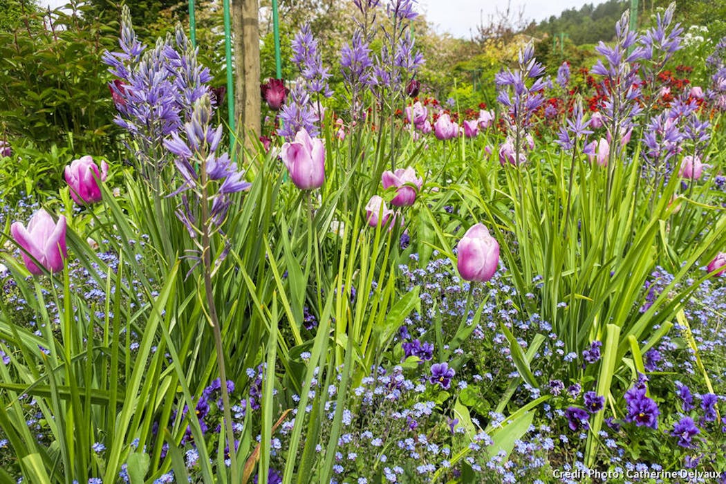 Courrier-Service. Jardinage : plantation tardive de bulbes de tulipes et de  jacinthes
