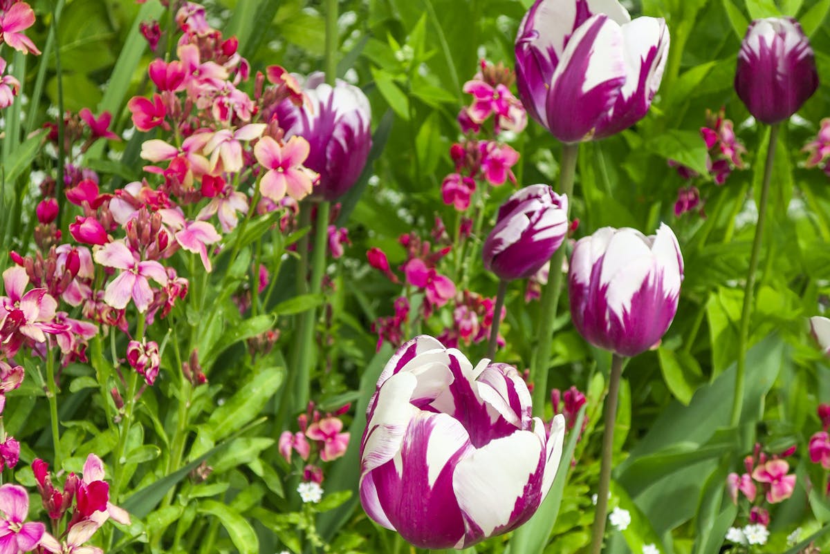 Choisir et planter un bulbe de tulipe