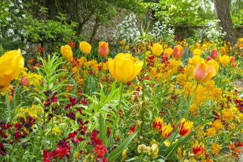 Guide des bulbes à fleurs du printemps - La terre est un jardin