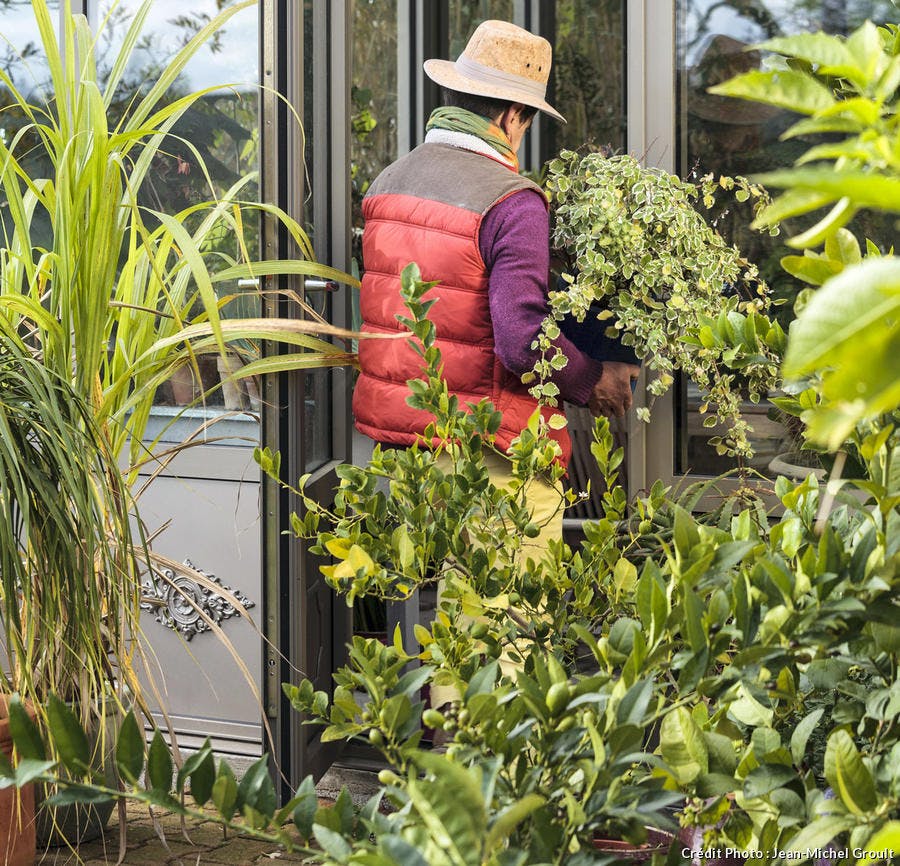 Le froid arrive, protégez vos plantes !