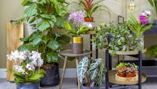 12 plantes vertes pour décorer votre intérieur