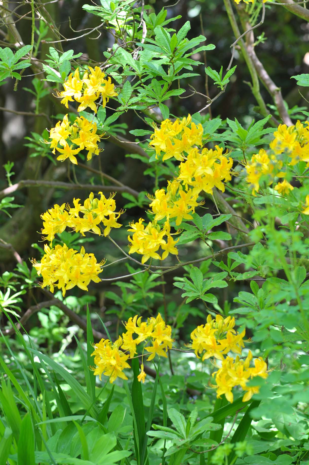 Plante à Fleurs Jaunes 5 Lettres