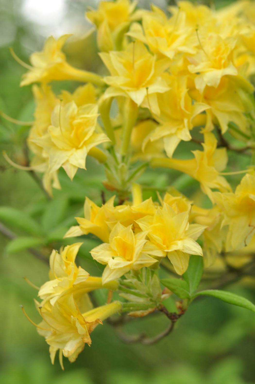 Rhododendron à fleurs jaunes luteum narcissiflora