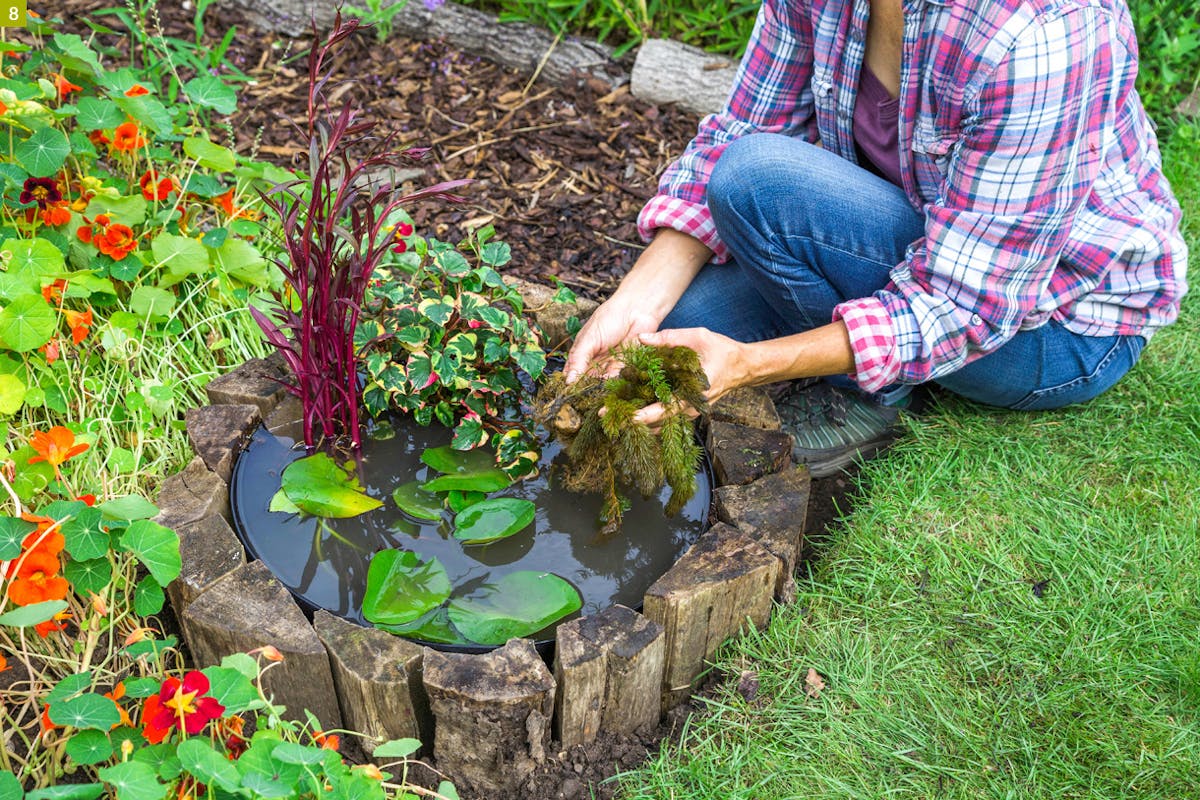 L'installation des plantes aquatiques dans un bassin creusé dans le jardin  ou hors sol 