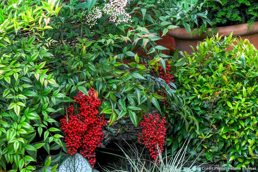 Buisson avec petits fruits de couleur rouge