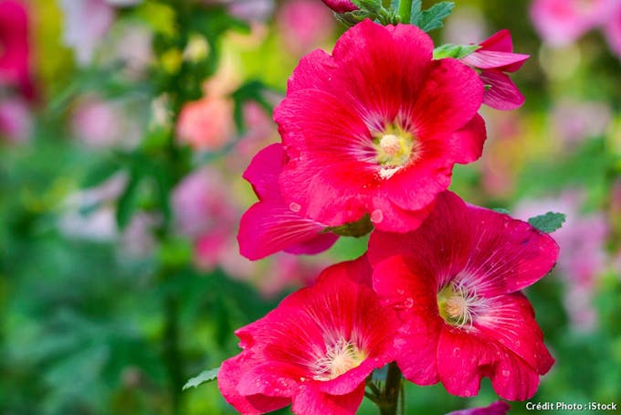 Roses trémières rouge en fleur